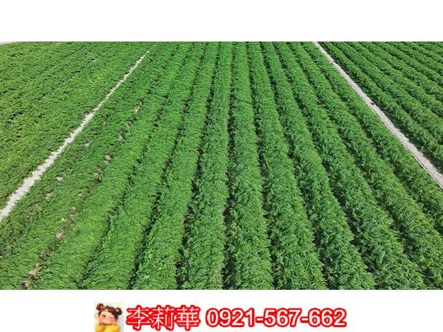 台南麻豆農地-5