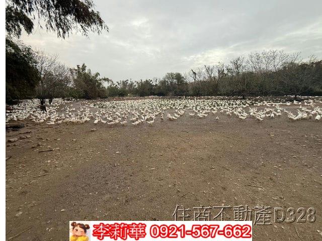 歸仁農地-5