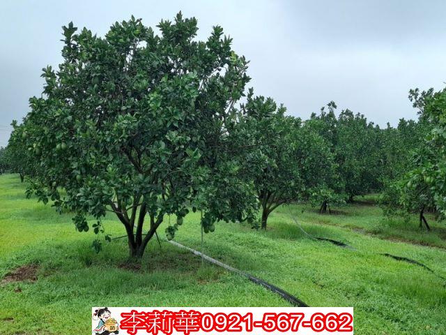 台南麻豆農地-1