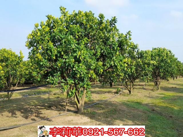 台南麻豆農地-2