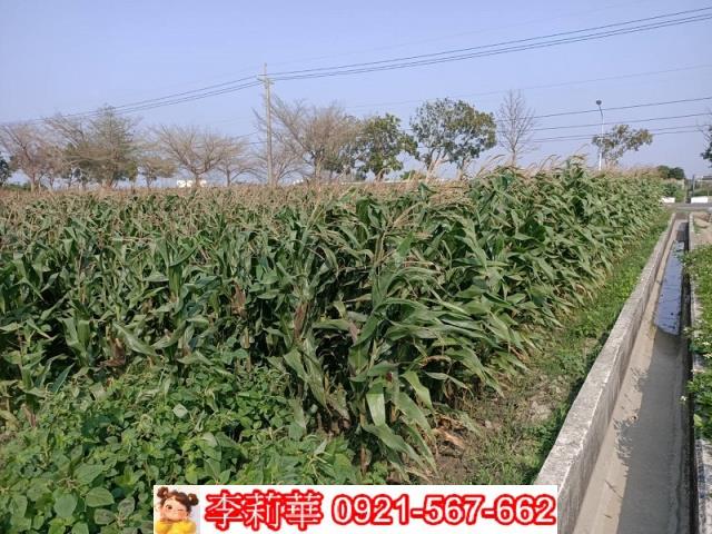 下營農地-11