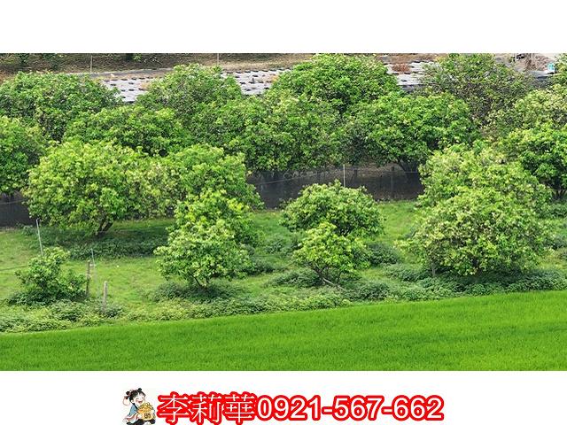 台南農地-11