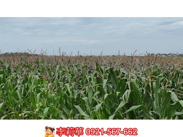 台南農地-10
