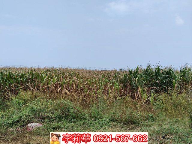 台南佳里農地-5