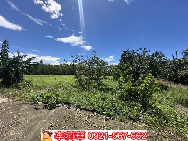旗山農地-11