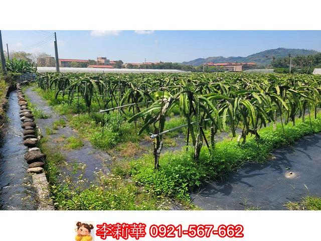 旗山農地-10