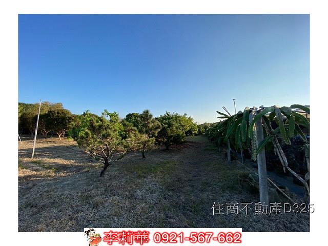 玉井農地-10
