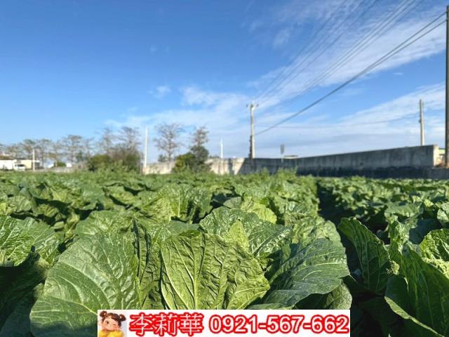 西螺農地-7