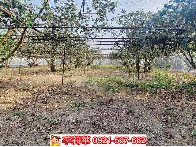 高雄燕巢農地-9