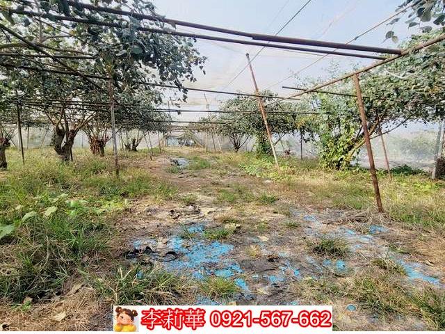 高雄燕巢農地-11