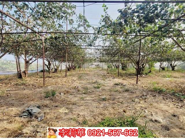 高雄燕巢農地-8