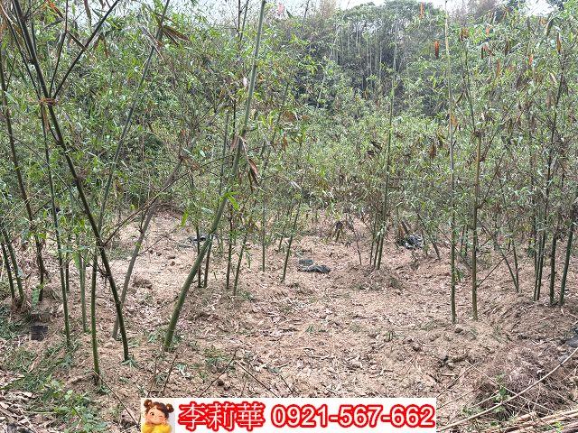 台南新化農地-8