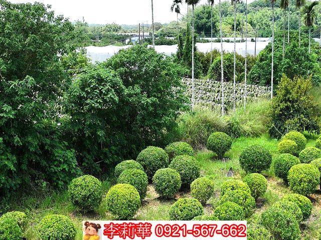 台南大內農地-0