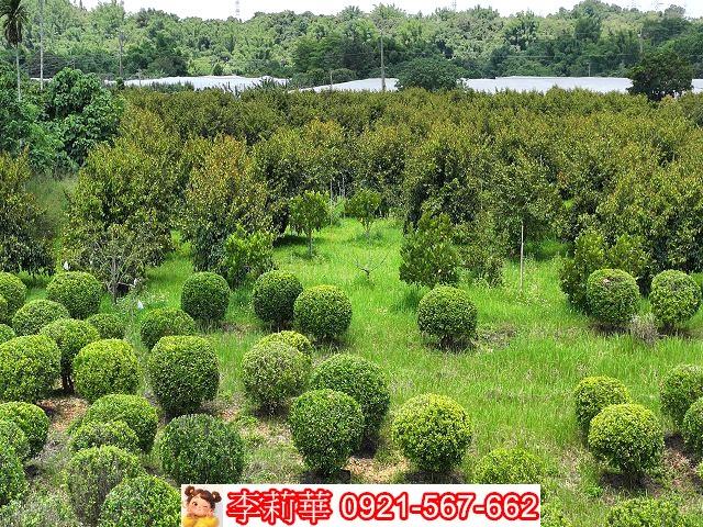 台南大內農地-1