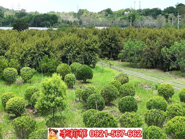 台南大內農地-2