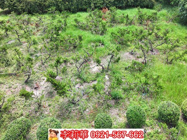 台南大內農地-3