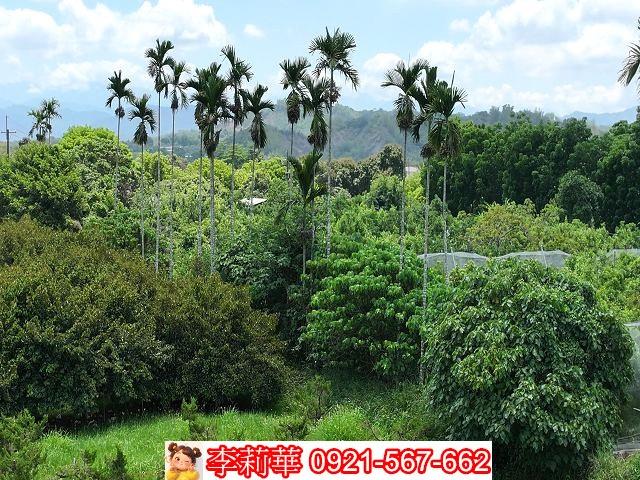 台南大內農地-6