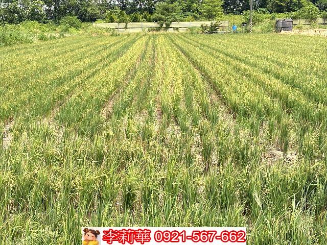 台南善化農地-1