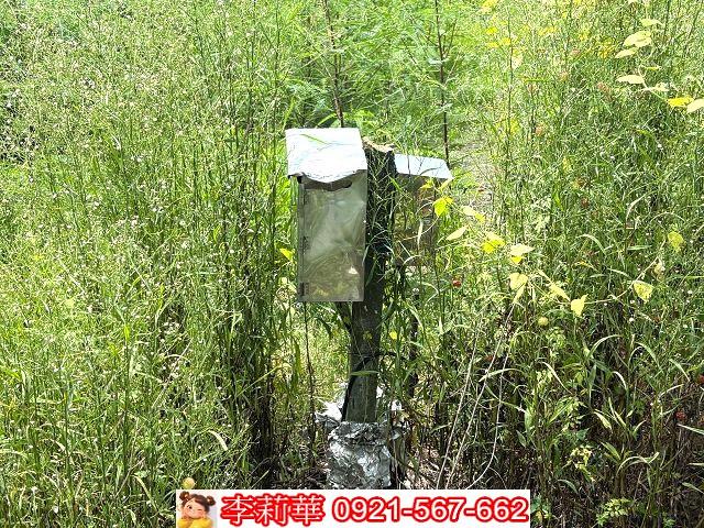 台南善化農地-3