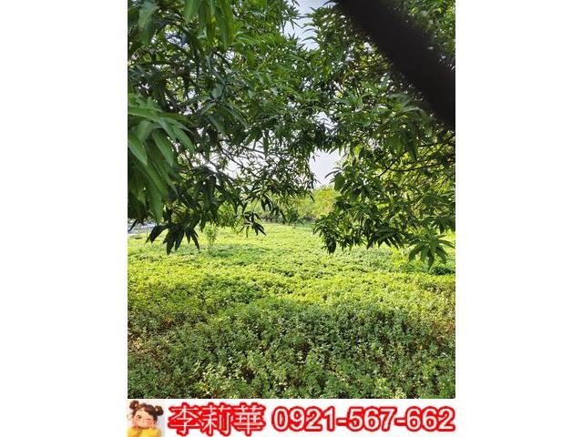 高雄岡山農地-5